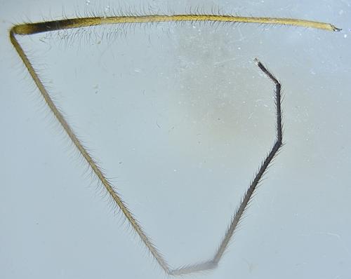 Symplecta pilipes